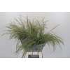 Panicum Dewey Blue