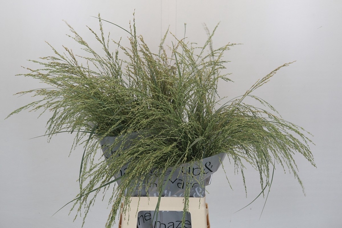 <h4>Panicum Dewey Blue</h4>