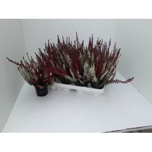 Calluna vulg. 'Beauty L'  ..mix 2/p