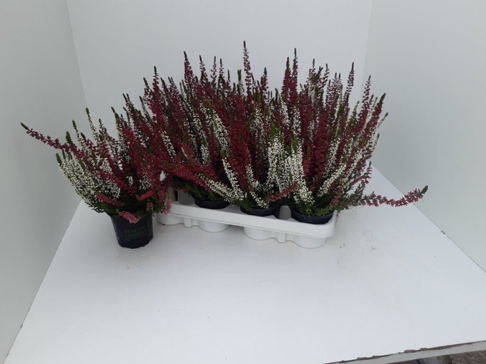 <h4>Calluna vulg. 'Beauty L'  ..mix 2/p</h4>