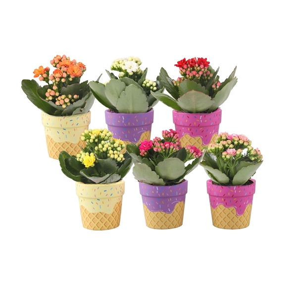 <h4>KP-854.1 - Kalanchoe Rosalina 6cm in ijsjes keramiek</h4>