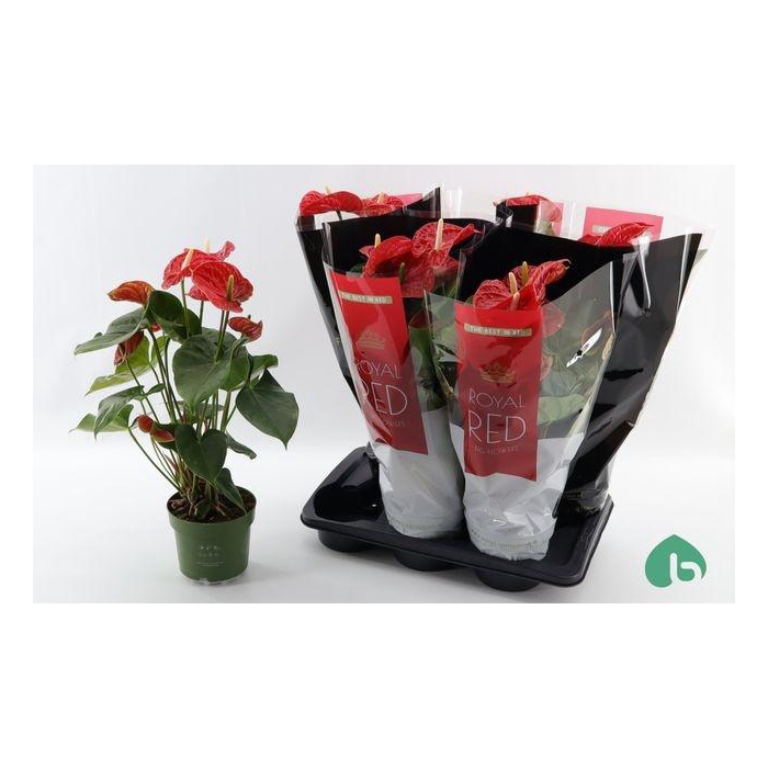 <h4>Anthu An Madural</h4>