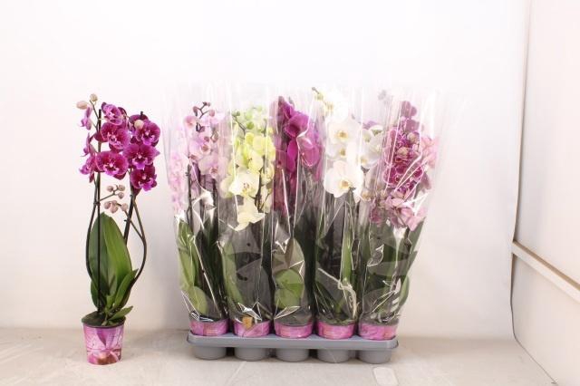 <h4>PHAL GEM 5 KL</h4>