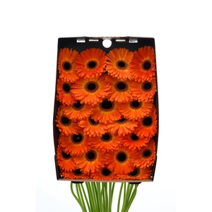 Gerbera Medina Doos