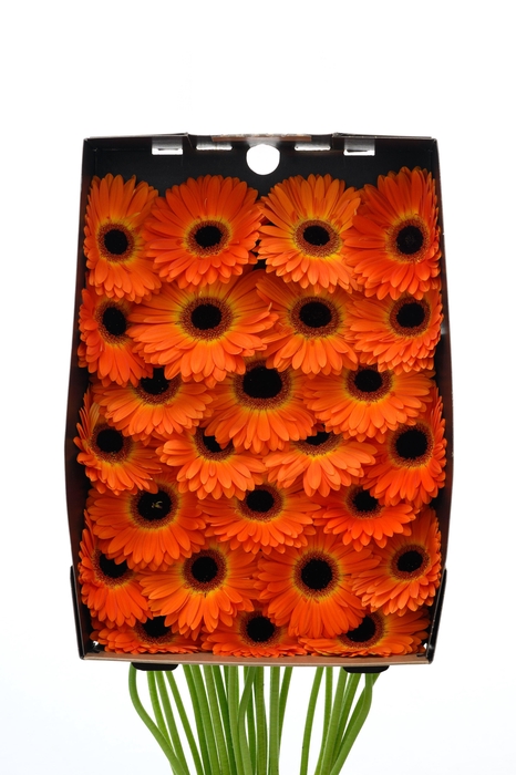<h4>Gerbera Medina Doos</h4>