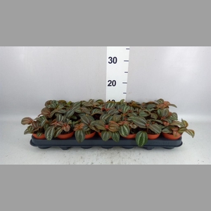 Pilea  'Norfolk'