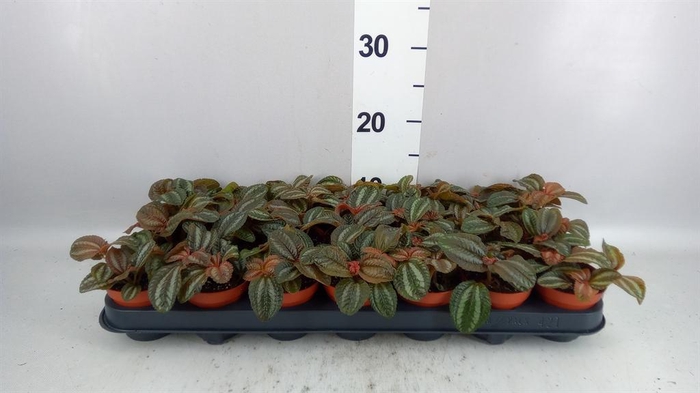 <h4>Pilea  'Norfolk'</h4>