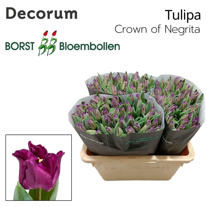 <h4>TU CO CROWN OF NEGRITA</h4>