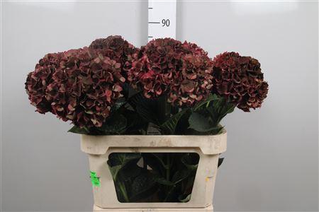 <h4>Hydr Cl M Mag Rubyrd</h4>