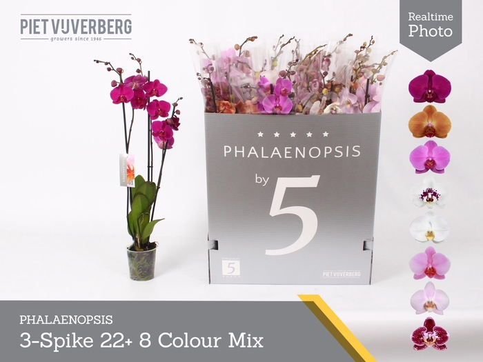 <h4>PHAL GEM 8 KL</h4>