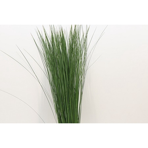 Dec Steelgrass