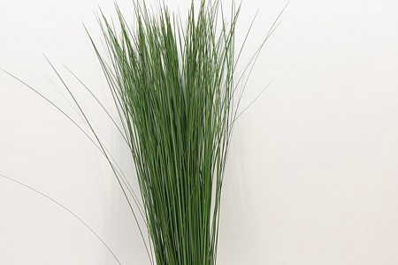 <h4>Dec Steelgrass</h4>