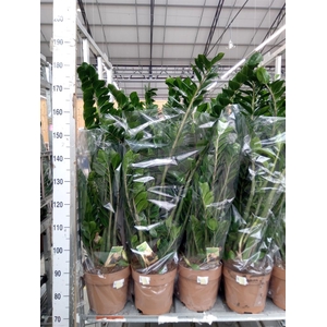 Zamioculcas zamiifolia