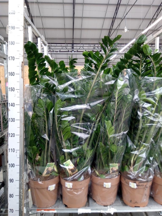 <h4>Zamioculcas zamiifolia</h4>