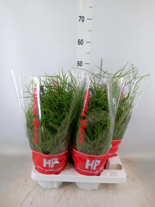 <h4>Rhipsalis pulchra</h4>