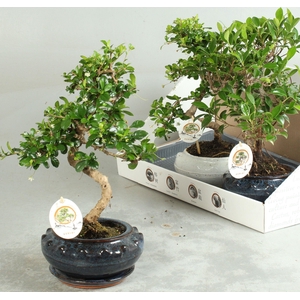 BONSAI GEM