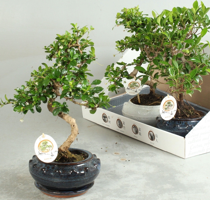<h4>BONSAI GEM</h4>
