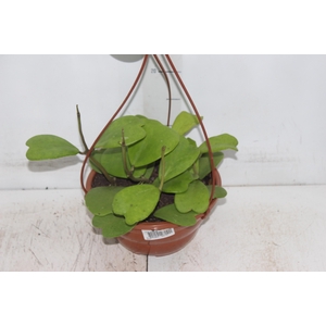 HOYA C21 VARIADO SEM FLOR