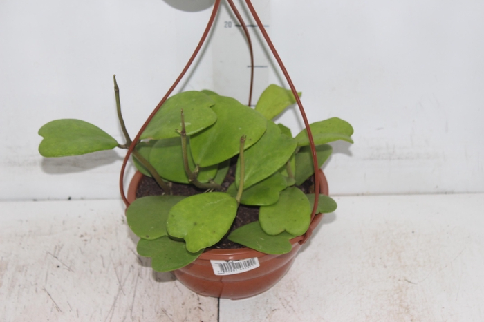 <h4>HOYA C21 VARIADO SEM FLOR</h4>