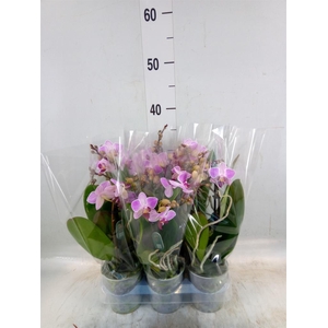 Phalaenopsis multi. 'Lili'