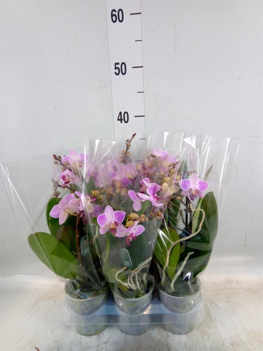 <h4>Phalaenopsis multi. 'Lili'</h4>