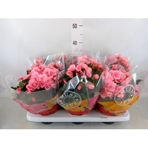 Begonia elat. DU 'Move2Joy Pink'