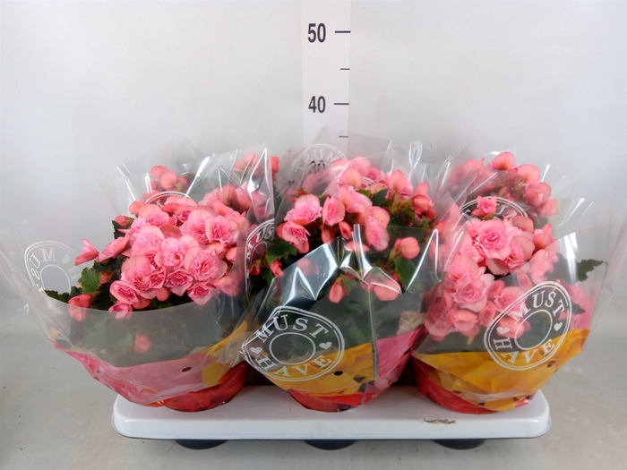 <h4>Begonia elat. DU 'Move2Joy Pink'</h4>