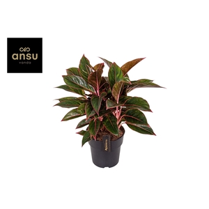 Aglaonema Jungle Red