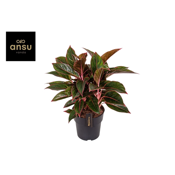 <h4>Aglaonema Jungle Red</h4>