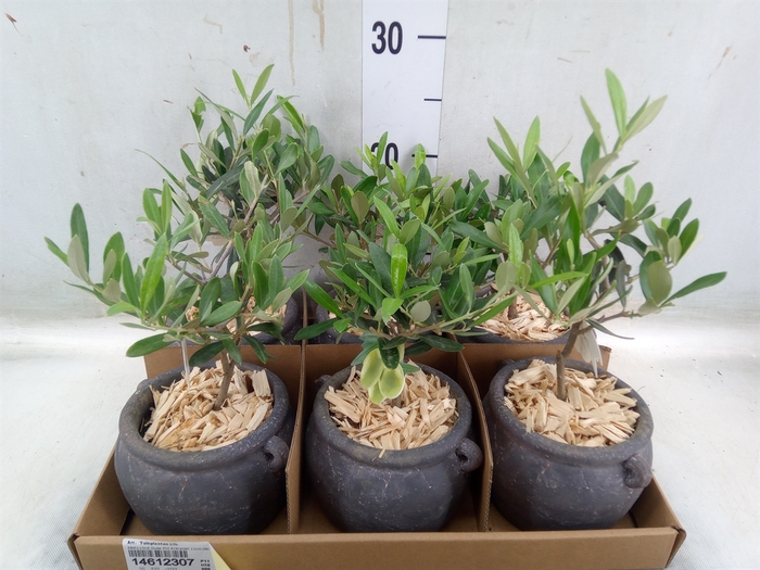 <h4>Arr.   Tuinplanten L%</h4>