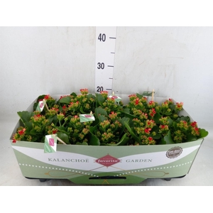 Kalanchoe blos. 'Lipstick'