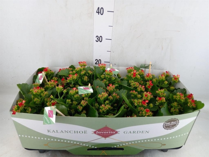 <h4>Kalanchoe blos. 'Lipstick'</h4>