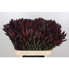 Leucadendron Saf Sunset Dark R.