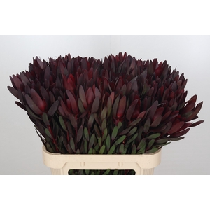 Leucadendron Saf Sunset Dark R.