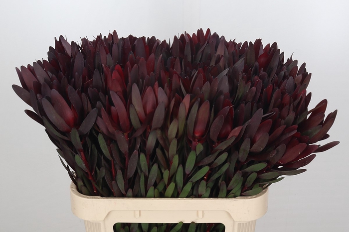 <h4>Leucadendron Saf Sunset Dark R.</h4>