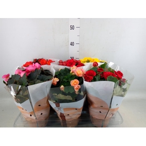 Begonia elat. DU   ...mix