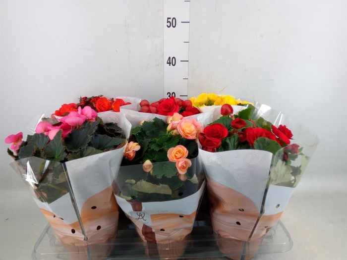 <h4>Begonia elat. DU   ...mix</h4>