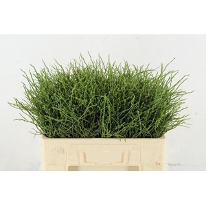 VACCINIUM(BOSBES) PER STEM 050CM