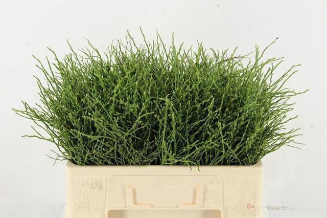 <h4>VACCINIUM(BOSBES) PER STEM 050CM</h4>