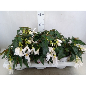 Begonia boliv. 'Encanto White'