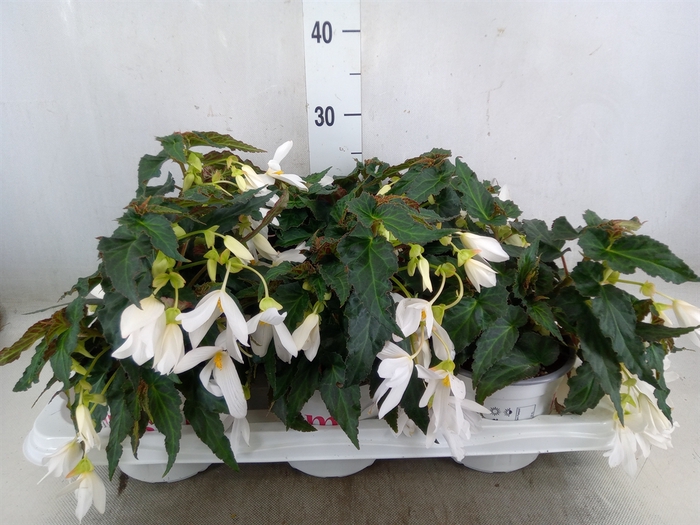<h4>Begonia boliv. 'Encanto White'</h4>