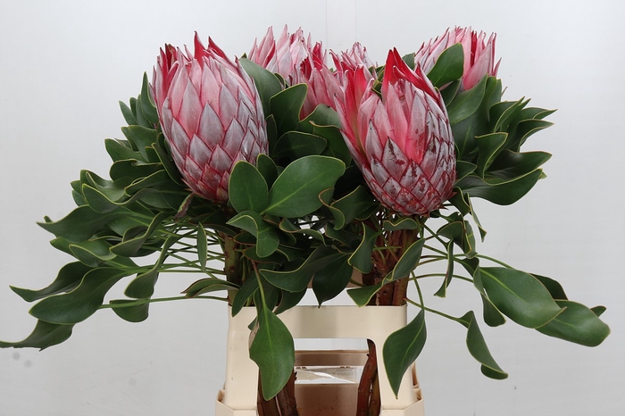 Protea Cynaroides Stellar