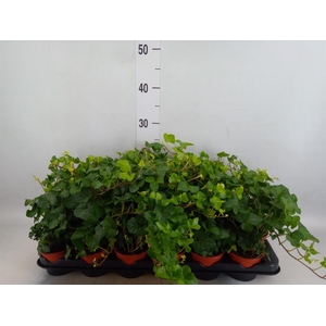 Hedera helix