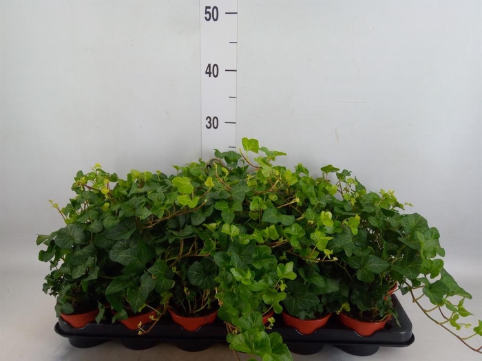 Hedera helix