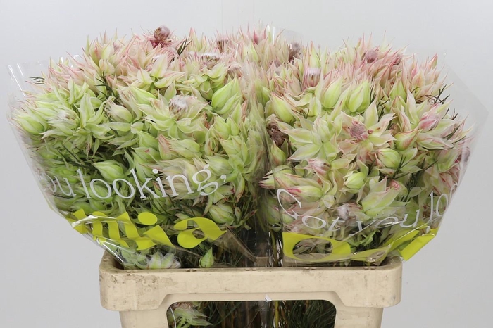 <h4>Blushing Bride 10+ Flowers</h4>