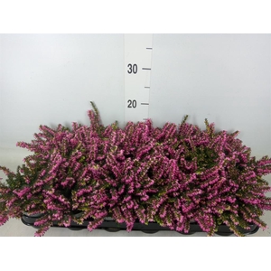 Erica darley. 'Kramer's Rote'