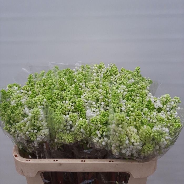 <h4>SYR V MME FL STEPMAN</h4>