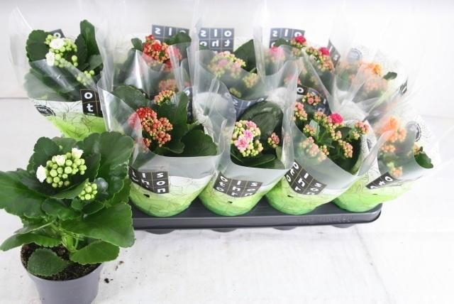 arr8 Kal Ge Gem 5 Kl