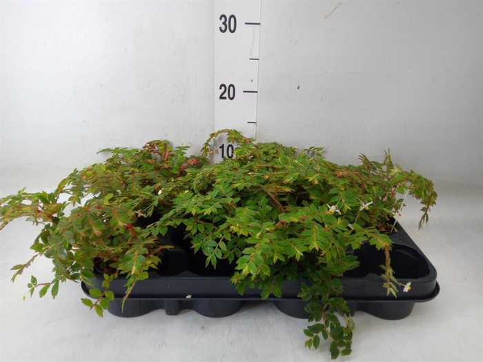 <h4>Begonia BD   ...</h4>