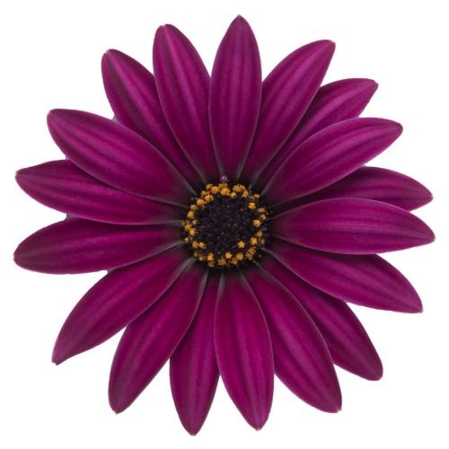 <h4>OSTEOSPERMUM ECKLONIS p11 bright purple</h4>